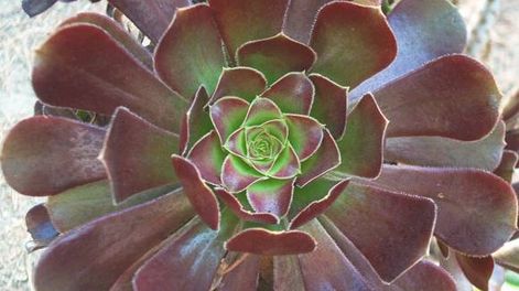 Plantas Suculentas