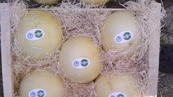 El melón blanco mediagüino y menor tajada de mercado
