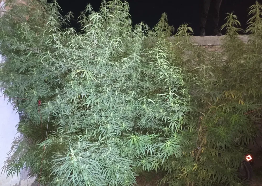 Perseguían a dos ladrones y descubrieron plantas de marihuana de hasta 2 metros de alto