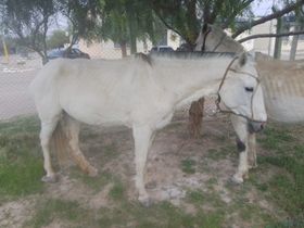 Secuestraron dos caballos sueltos que ponían en riesgo el tránsito en Bermejo