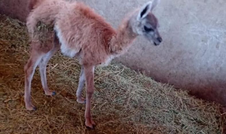 Rescataron un pequeño guanaco que estaba en poder de un puestero