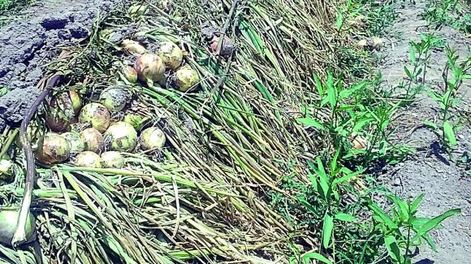 La cebolla temprana, con momentos de precios bajos