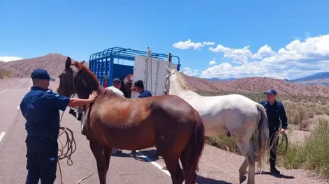 Otra vez caballos sueltos en Calingasta: capturaron tres más y llevan 81 en menos de un año