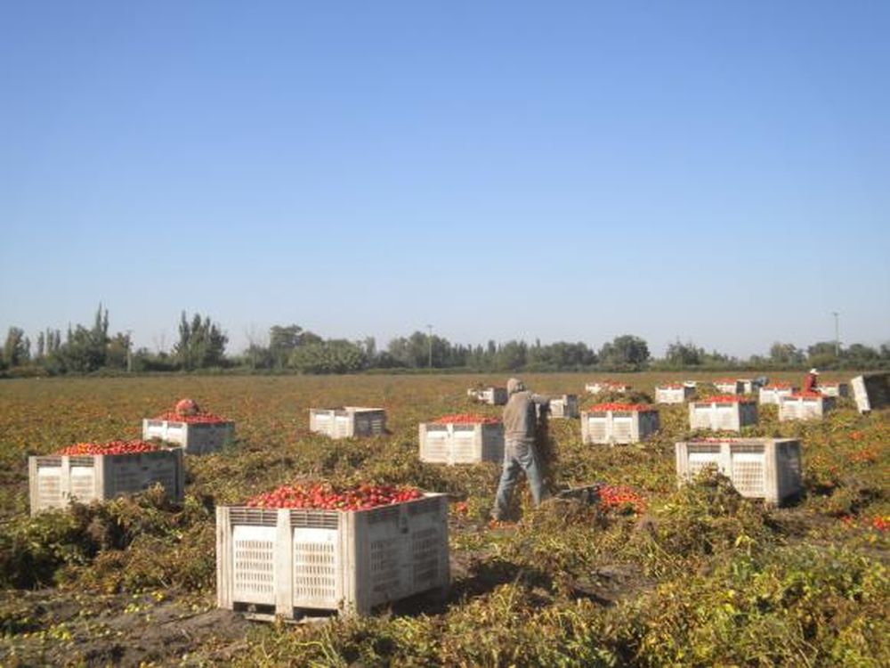 El II Encuentro Argentino del Tomate es el 16 y 17 de junio