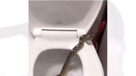 Tremendo hallazgo: fue al baño y salió una culebra del inodoro