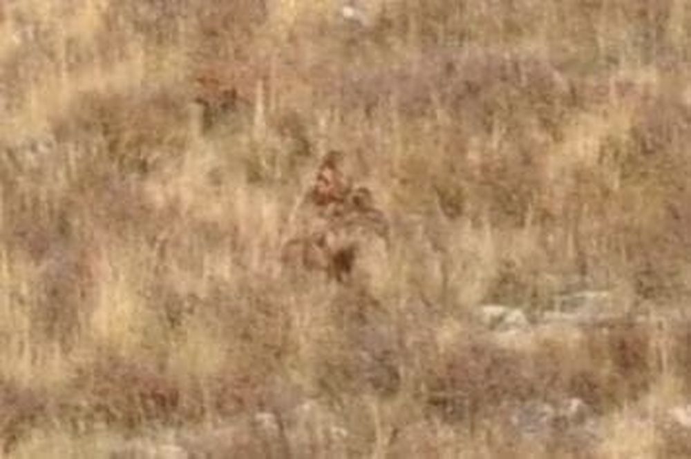 Apareció una gigantesca criatura en pleno bosque y creen que se trata de Pie Grande
