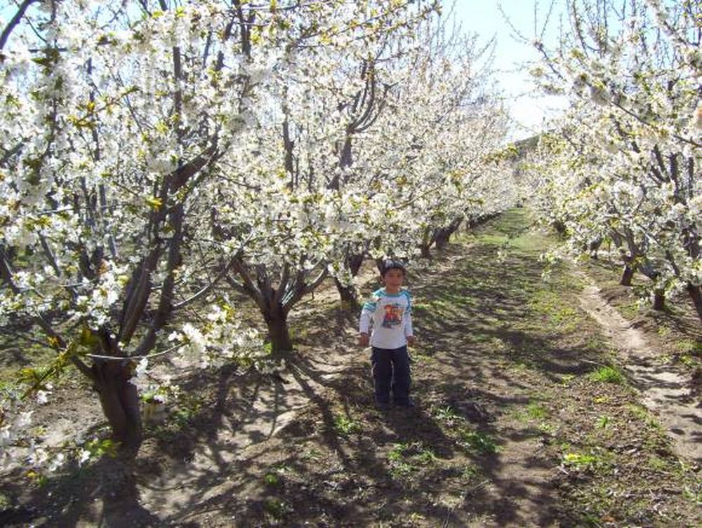 Los Antiguos florece junto a sus cerezos