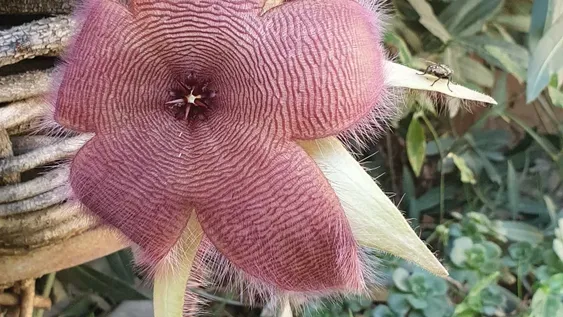 Flor de cactus