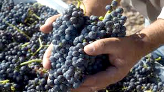 Elevan al 85% el porcentaje de uvas tintas para los vinos