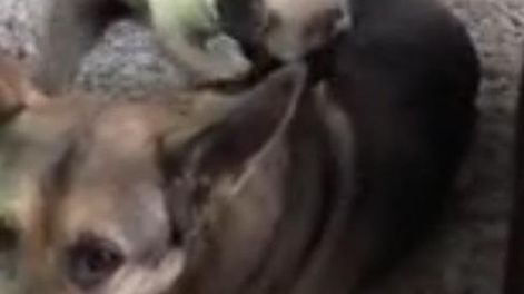Un perro le hizo masajes a otro y enterneció las redes