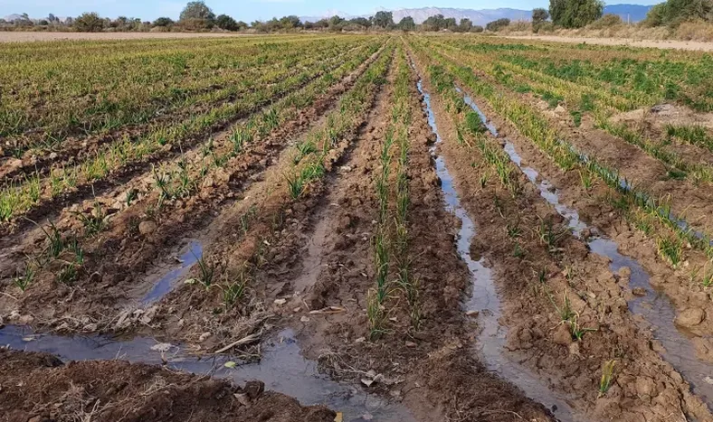 La semana próxima: la monda de canales
