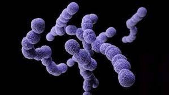 Streptococcus Pyogenes: los síntomas y cómo se contagia