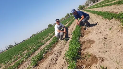 Comenzó una nueva temporada local de tomate para industria