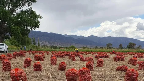 Guarda de bulbos de cebolla para conservar, para semillas