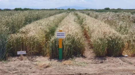 Usos y beneficios de cultivos de servicio en la agricultura