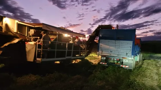 La difícil situación que vive el sector del tomate para industria