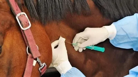 Confirmaron un caso humano de encefalitis equina, el primero en más de 20 años