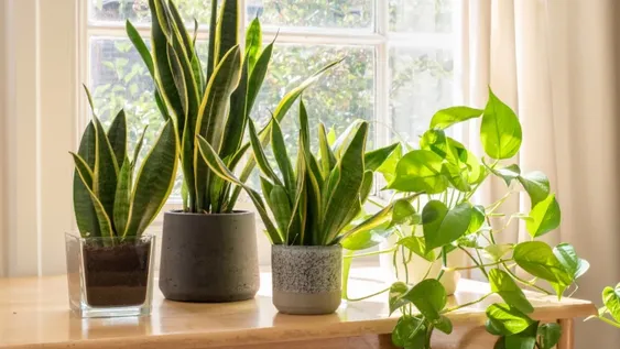 Plantas que no deben faltar para la buena energía