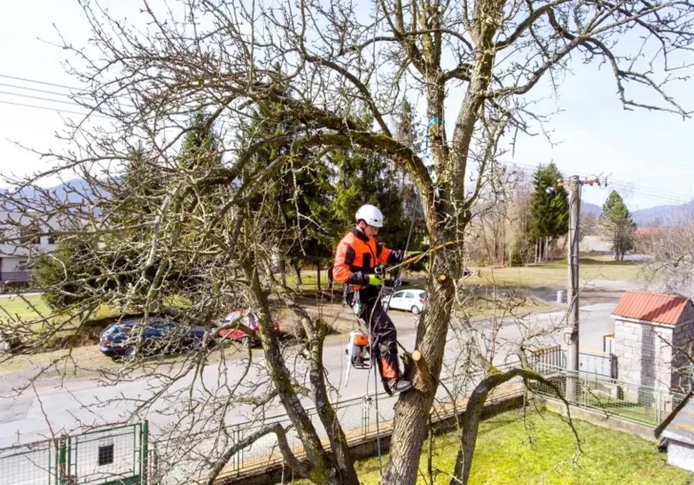 El ABC de la poda de un árbol
