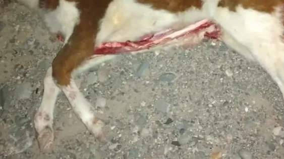 Pueden echar a gendarme condenado por abigeato