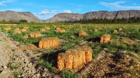 Sobre el precio actual de la cebolla, opinan los entendidos