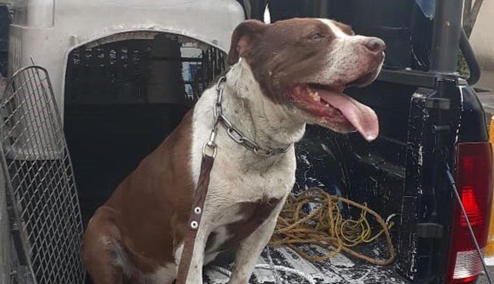 El increíble cambio del “perro de piedra”