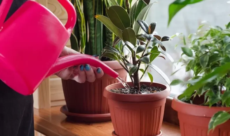El truco para regar las plantas de casa cuando estás de viaje