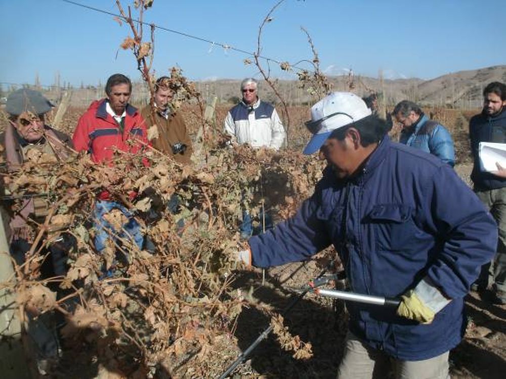 Viñedos de Calingasta