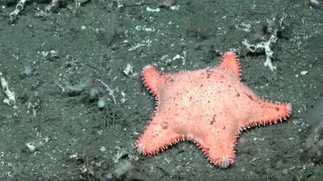 En una nueva expedición en Puerto Madryn, encontraron otra estrella culona.