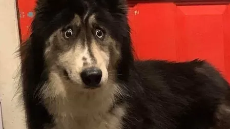 Se negaban a adoptarla por su extraña mirada y después todos se enamoraron de ella