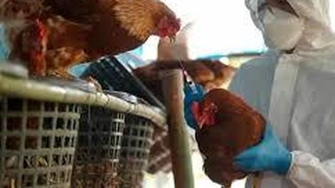 Argentina recuperó estatus sanitario de país libre de influenza aviar