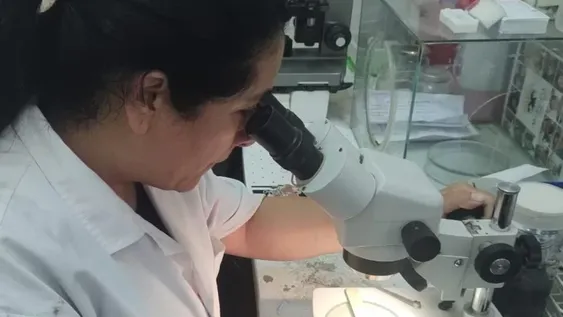 Controlan criaderos de mosquitos en busca de evitar casos de dengue