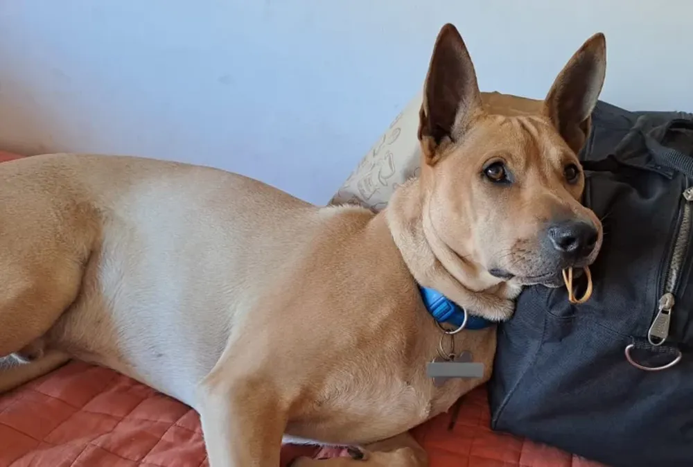 Perro quedó “atrapado” en hueso de osobuco y se volvió viral