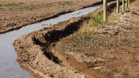 Alrededor del 20% del agua distribuida en canales llega a los cultivos.
