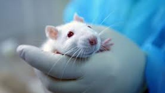 Alarma en Hong Kong: ratas contagian nueva cepa de hepatitis E a humanos