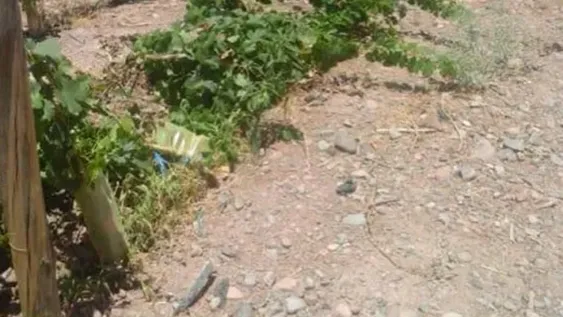 A los viñedos se suma el robo de equipos de riego, autopartes y cables