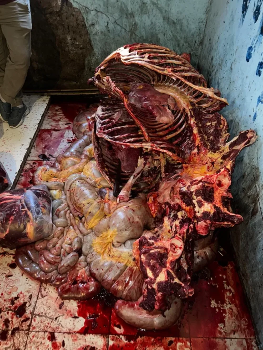 [IMÁGENES SENSIBLES] Sorprenden en Chimbas a tres hombres mientras faenaban tres caballos