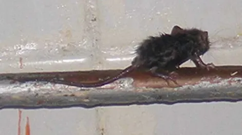 Un ratón en la salsa