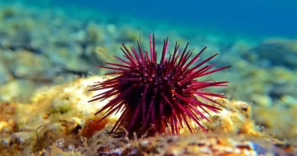 Científicas patagónicas desarrollaron un suplemento dietario a partir del erizo de mar
