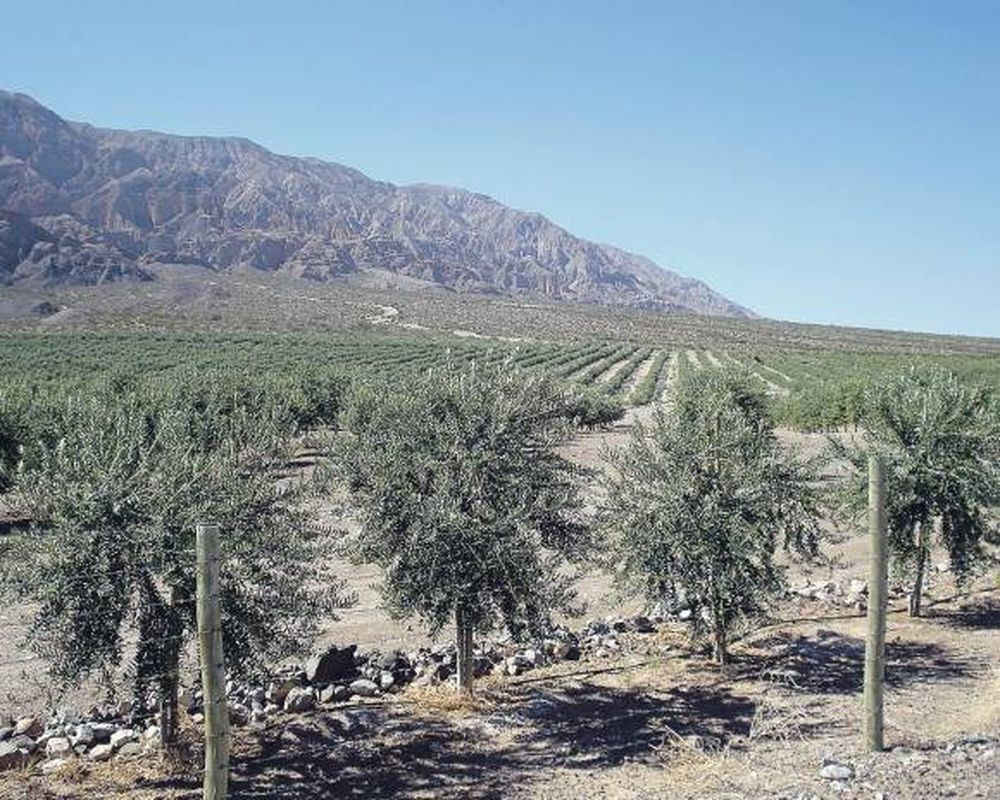 Cambian aceleradamente la difusión de las variedades de olivo