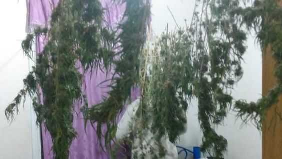 Con cogollos hasta en el dormitorio