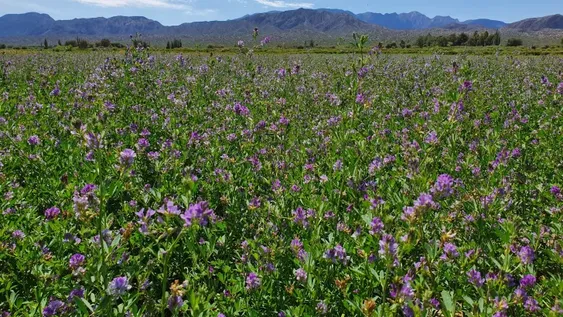 Ejemplo de preservación del suelo con manejo racional de potreros