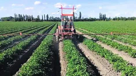 Insecticidas, coadyuvantes… productos y recomendaciones