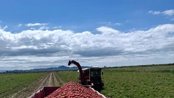 san juan sembrara hasta un 25% menos de tomate para industria esta campana por la competencia de la pasta importada