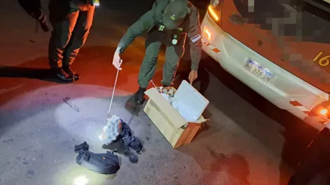 Gendarmes hallaron 16 iguanas y tres arañas exóticas en una caja en la cabina de un micro