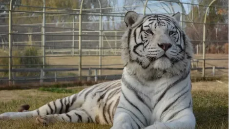 ¡Qué peligro! Delincuentes entraron a la jaula de los tigres de un zoológico para robar una caja fuerte oculta