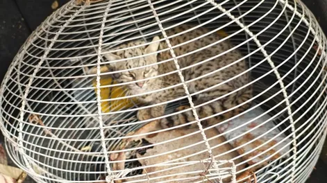 Un vecino de San Martín tenía en su casa a un gato montés herido