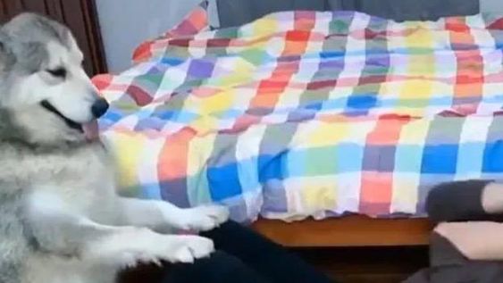 [VIDEO] Un joven se filmó haciendo abdominales con su perro y se hizo viral