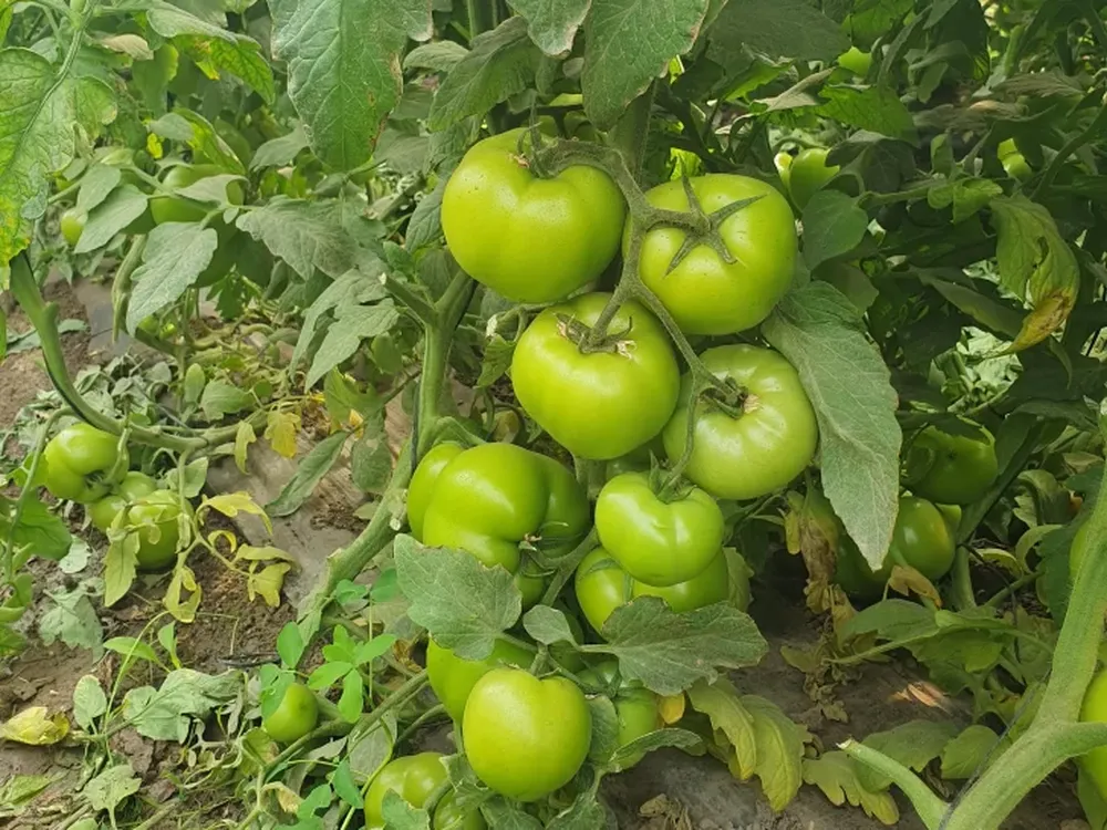 Tomates bajo plástico