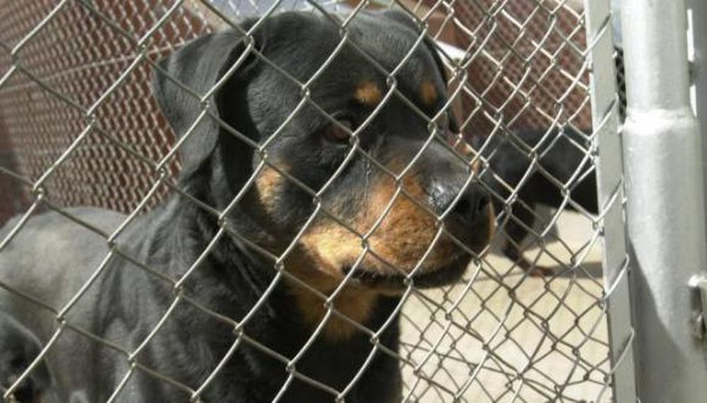Una mujer murió atacada por sus dos perros Rottweiler